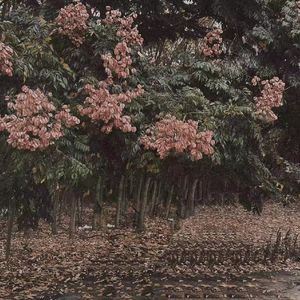 韩国一级毛片视频
