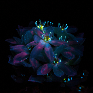 福瑞流酸奶图片
